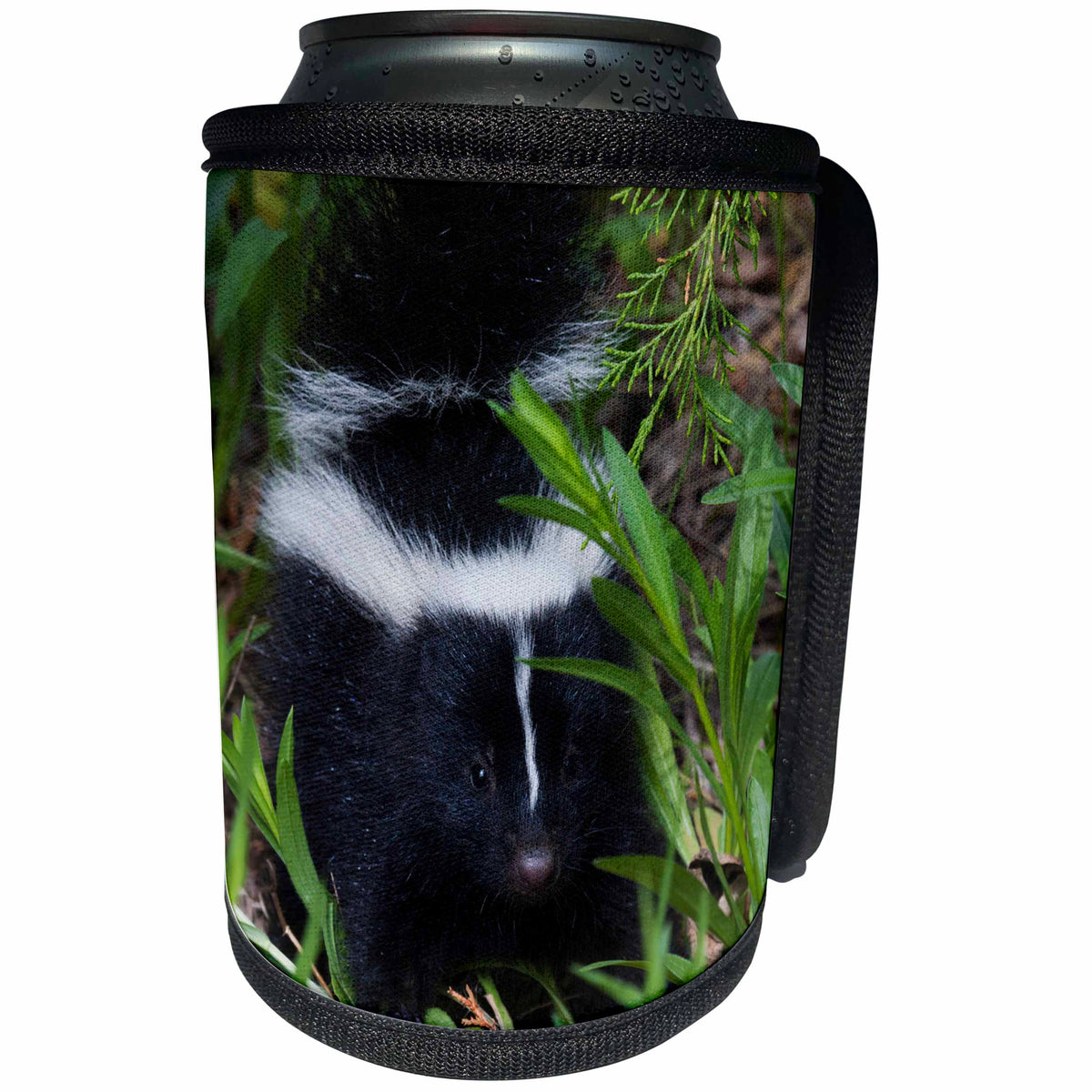 3dRose Danita Delimont - Skunks - Striped Skunk Kit - Can Cooler Bottle Wrap (cc_258048)