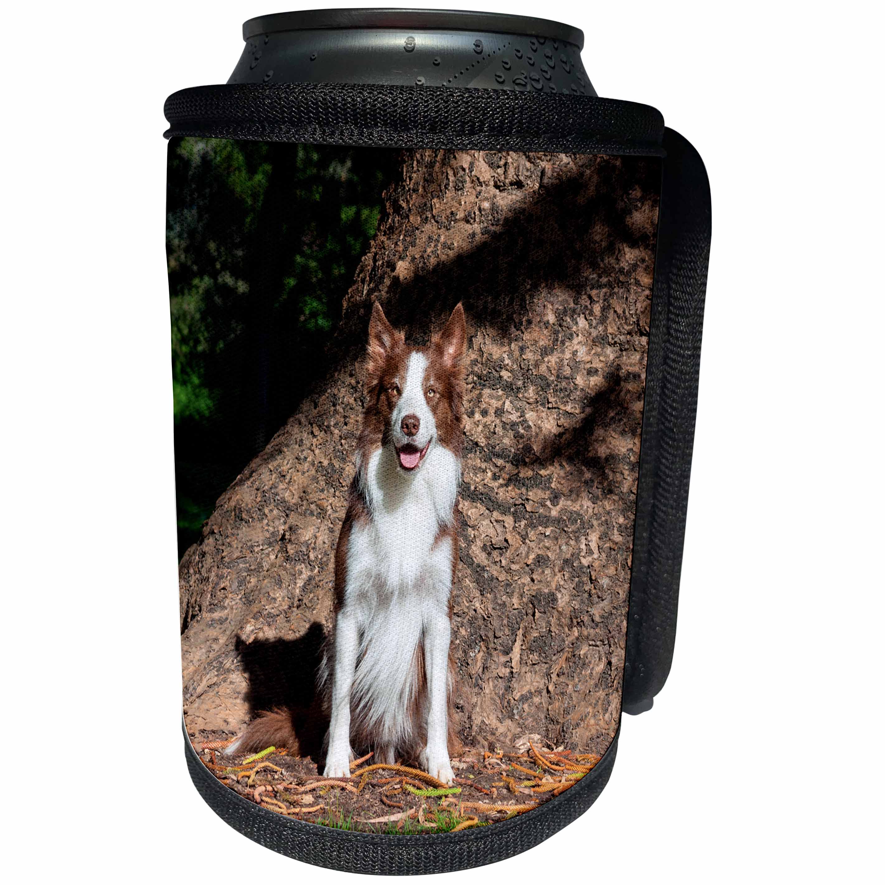 3dRose Danita Delimont - Dogs - Border Collie sitting by massive tree trunk, MR - Can Cooler Bottle Wrap (cc_258167)