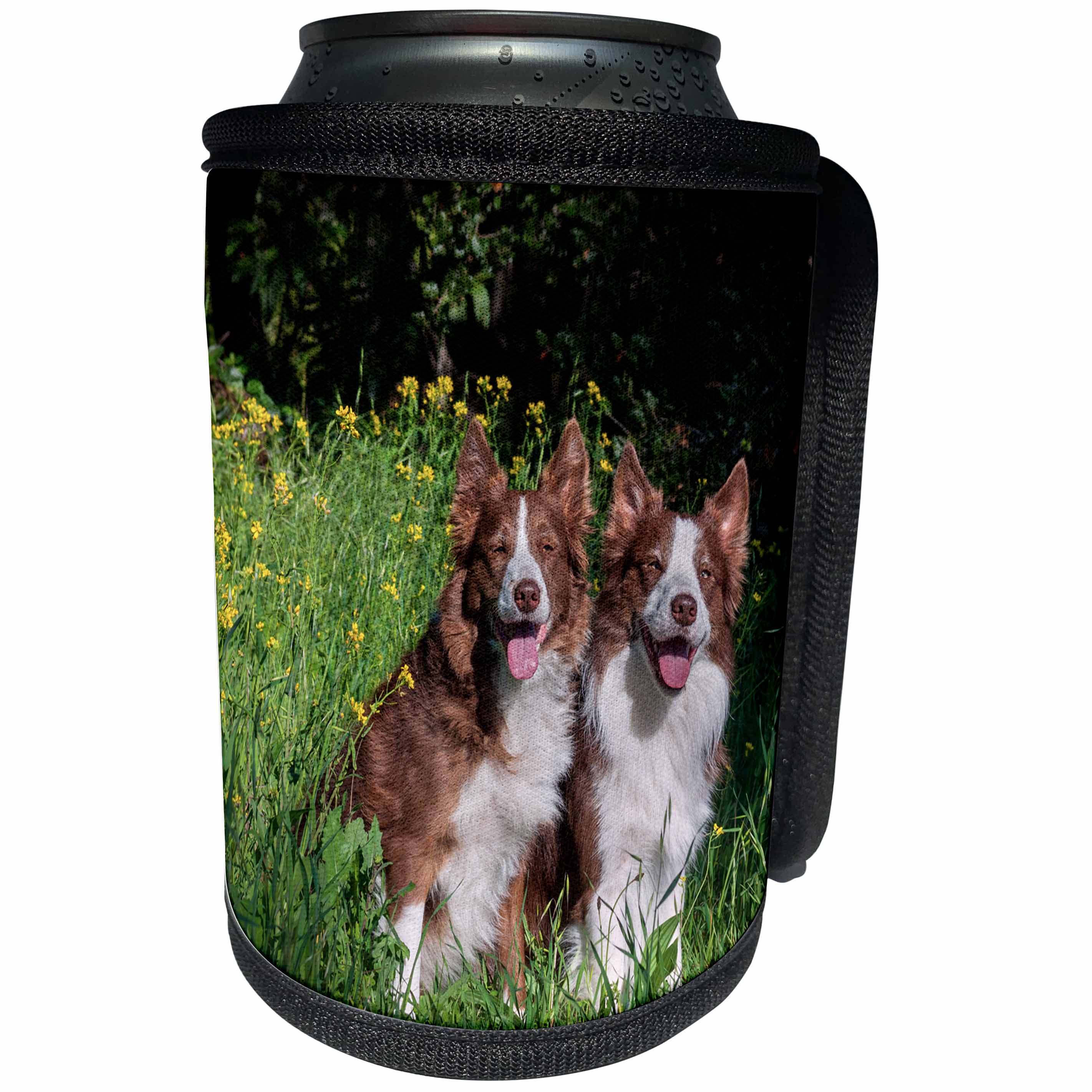 3dRose Danita Delimont - Dogs - Two Border Collies sitting in Springtime grasses, MR - Can Cooler Bottle Wrap (cc_258168)