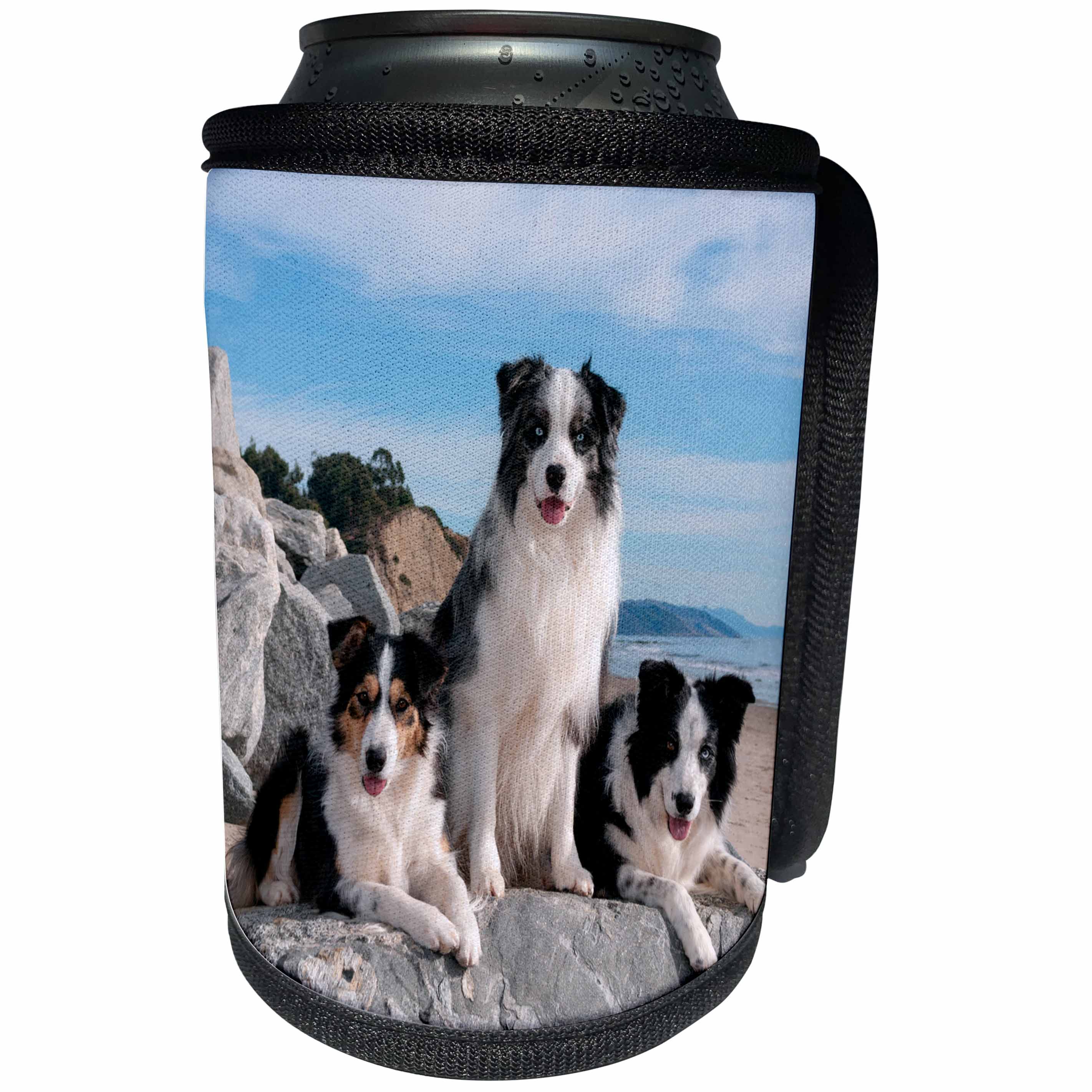 3dRose Danita Delimont - Dogs - Three Border Collies on boulder at beach - Can Cooler Bottle Wrap (cc_258171)