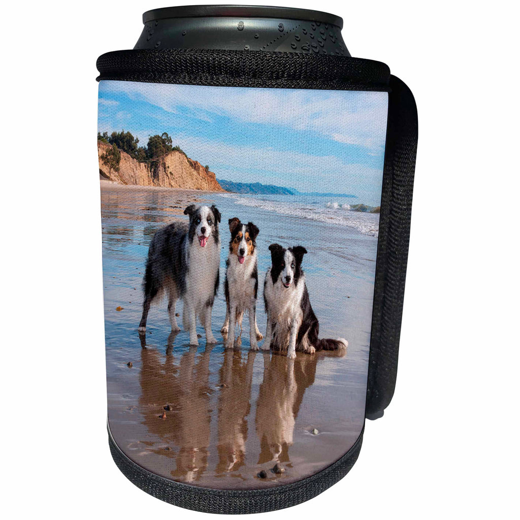3dRose Danita Delimont - Dogs - Three Border Collies at low surf - Can Cooler Bottle Wrap (cc_258173)