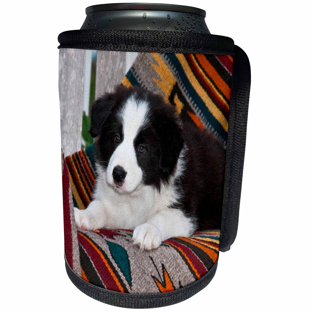 3dRose Danita Delimont - Puppies - Border Collie Puppy lying on blankets - Can Cooler Bottle Wrap (cc_258176)