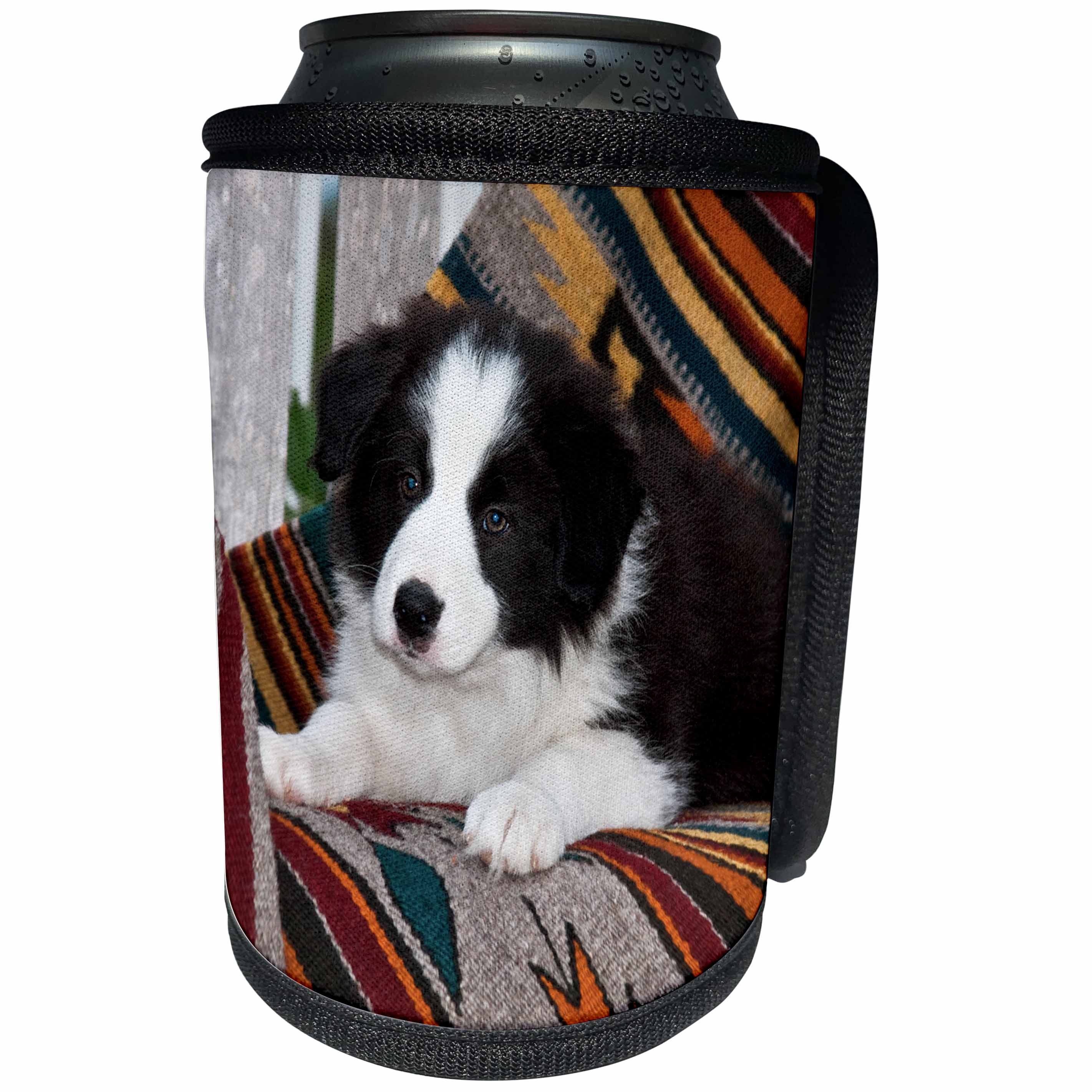 3dRose Danita Delimont - Puppies - Border Collie Puppy lying on blankets - Can Cooler Bottle Wrap (cc_258176)