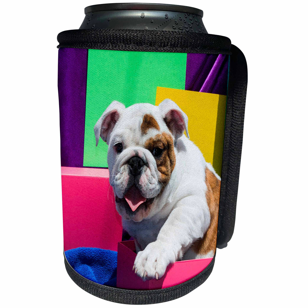 3dRose Danita Delimont - Dogs - Bulldog Puppy sitting in colorful box, MR - Can Cooler Bottle Wrap (cc_258179)