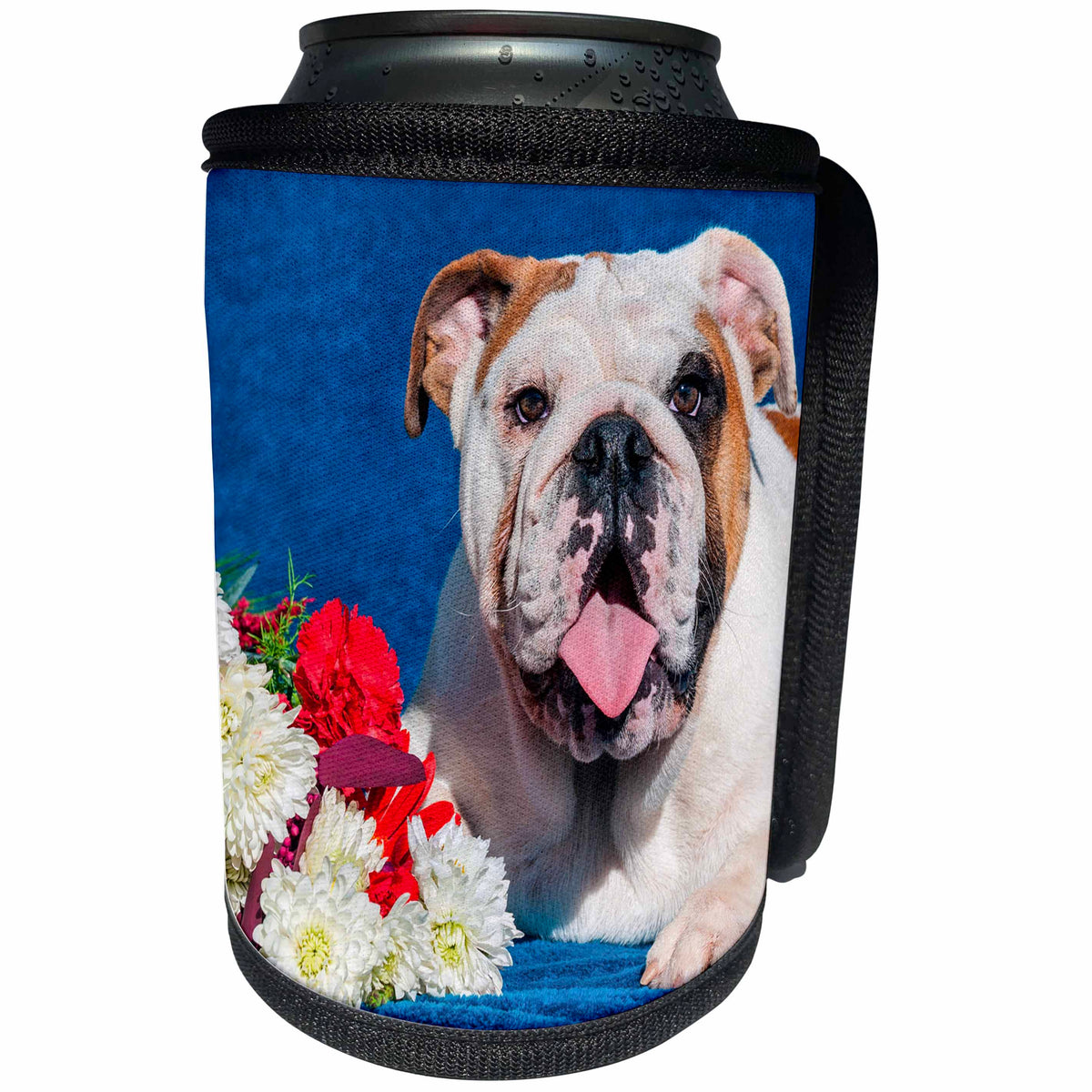 3dRose Danita Delimont - Dogs - Bulldog with his tongue out, MR - Can Cooler Bottle Wrap (cc_258189)