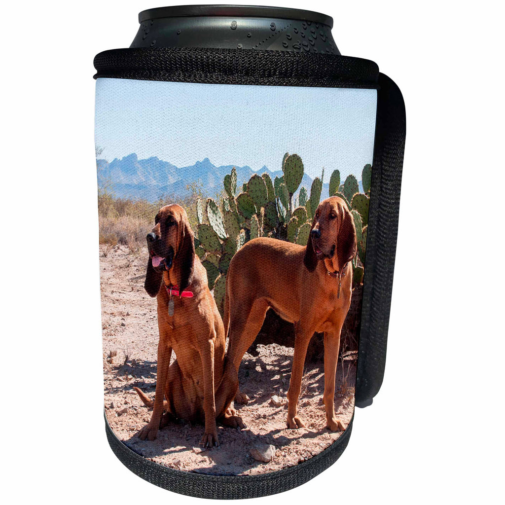3dRose Danita Delimont - Dogs - Bloodhounds in the Sonoran Desert, MR - Can Cooler Bottle Wrap (cc_258191)