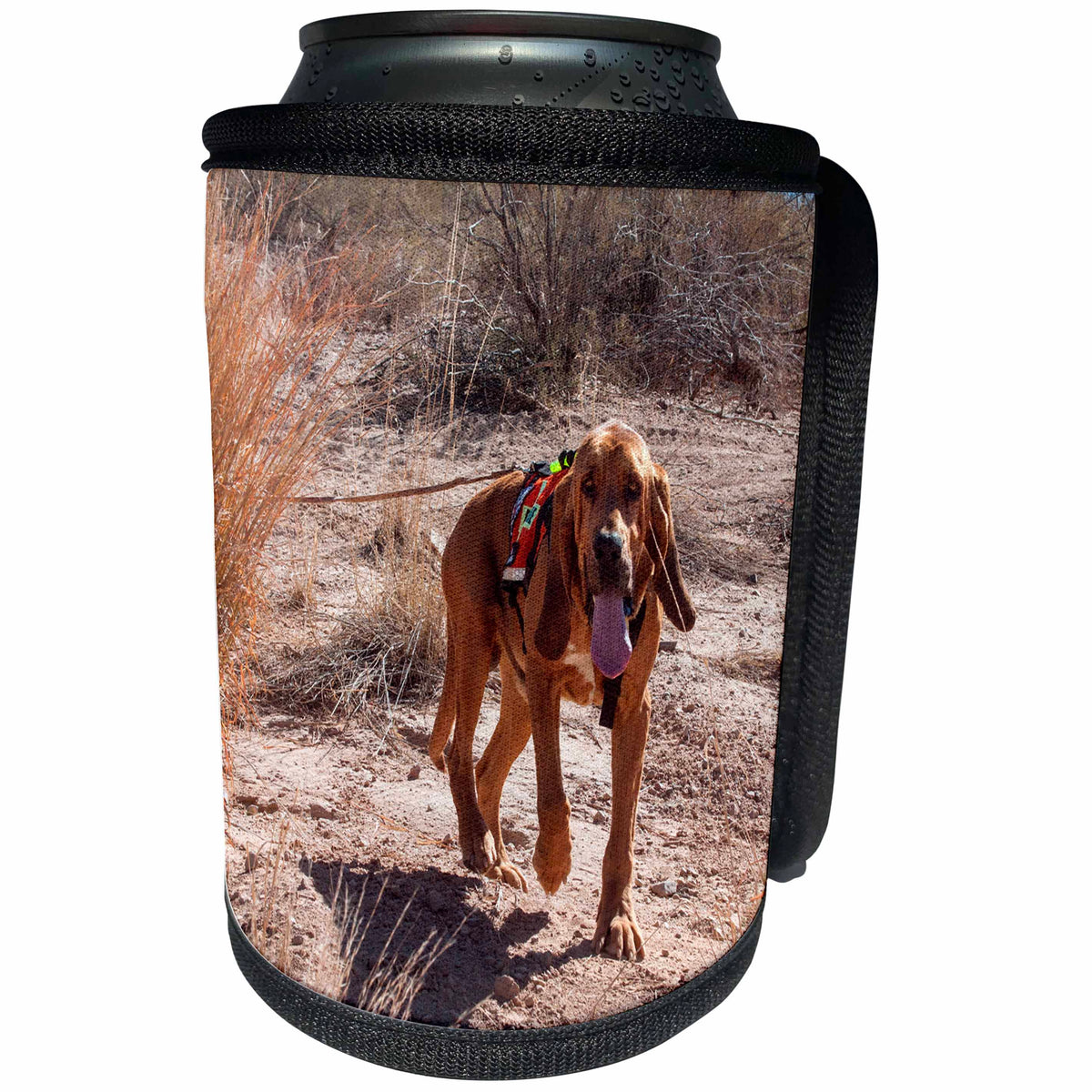 3dRose Danita Delimont - Dogs - Search and Rescue Bloodhound walks in the Sonoran Desert, Arizona, MR - Can Cooler Bottle Wrap (cc_258194)