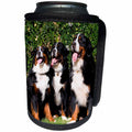 3dRose Danita Delimont - Dogs - Three Bernese Mountain Dogs - Can Cooler Bottle Wrap (cc_258195)
