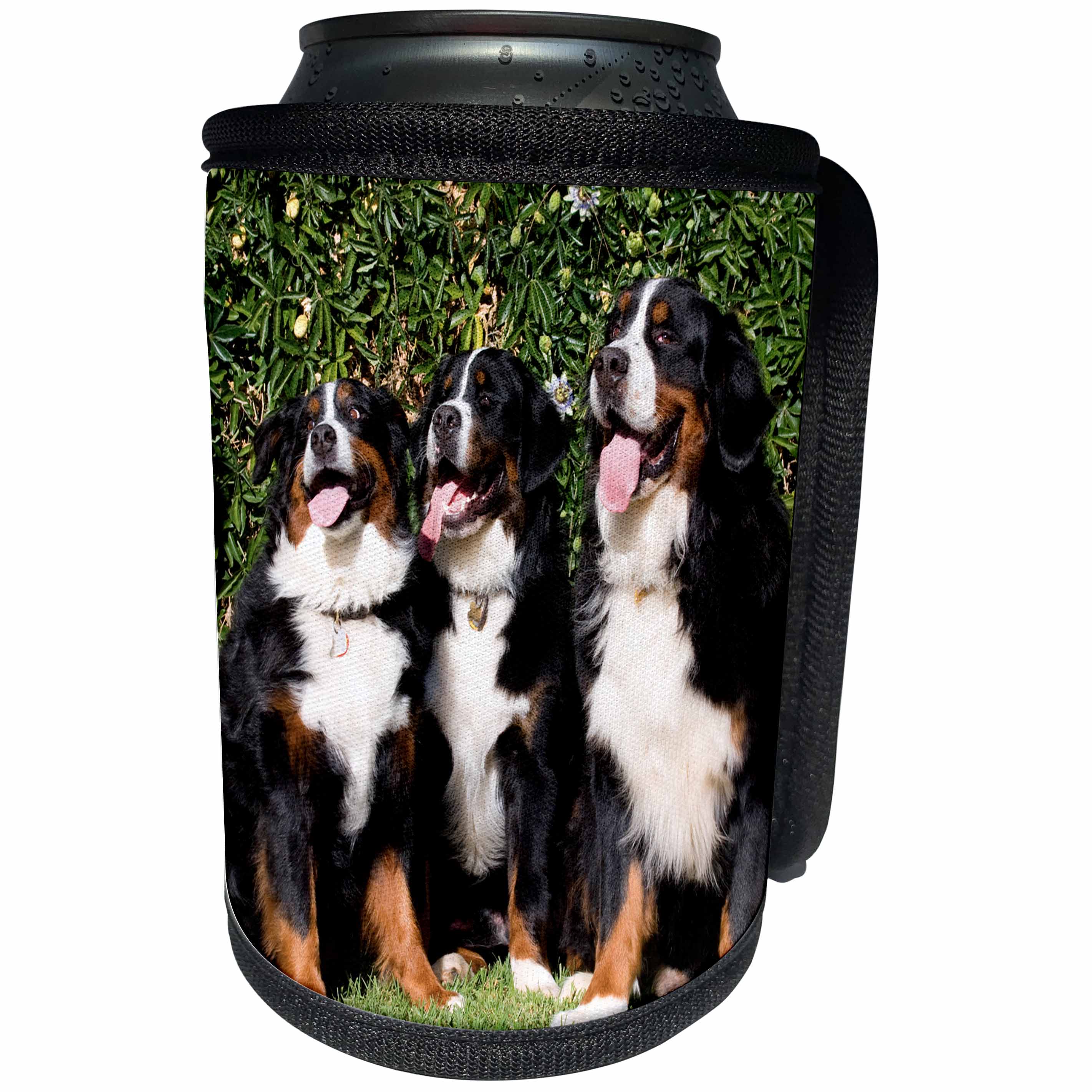 3dRose Danita Delimont - Dogs - Three Bernese Mountain Dogs - Can Cooler Bottle Wrap (cc_258195)