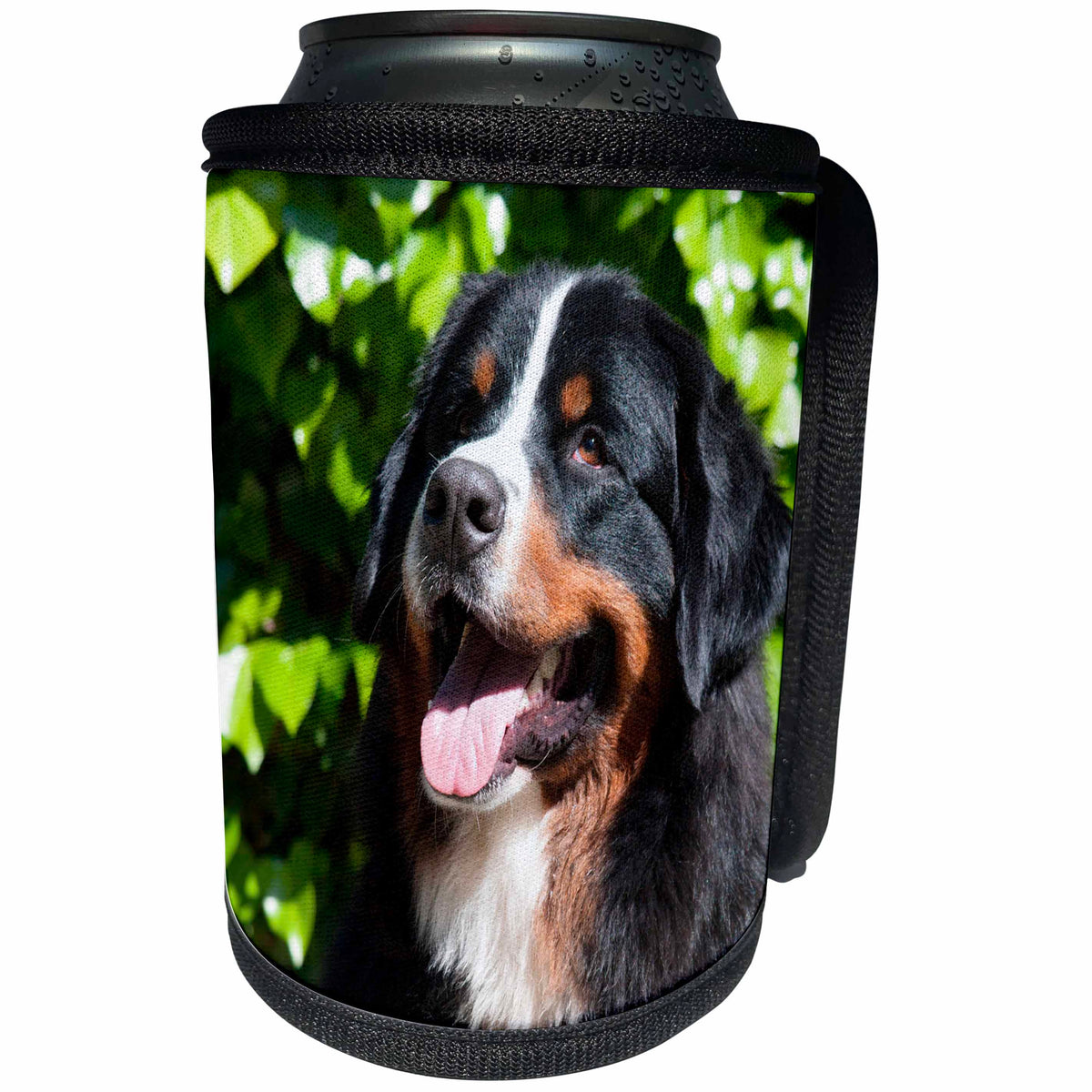 3dRose Danita Delimont - Dogs - Happy Bernese Mountain Dog. - Can Cooler Bottle Wrap (cc_258196)