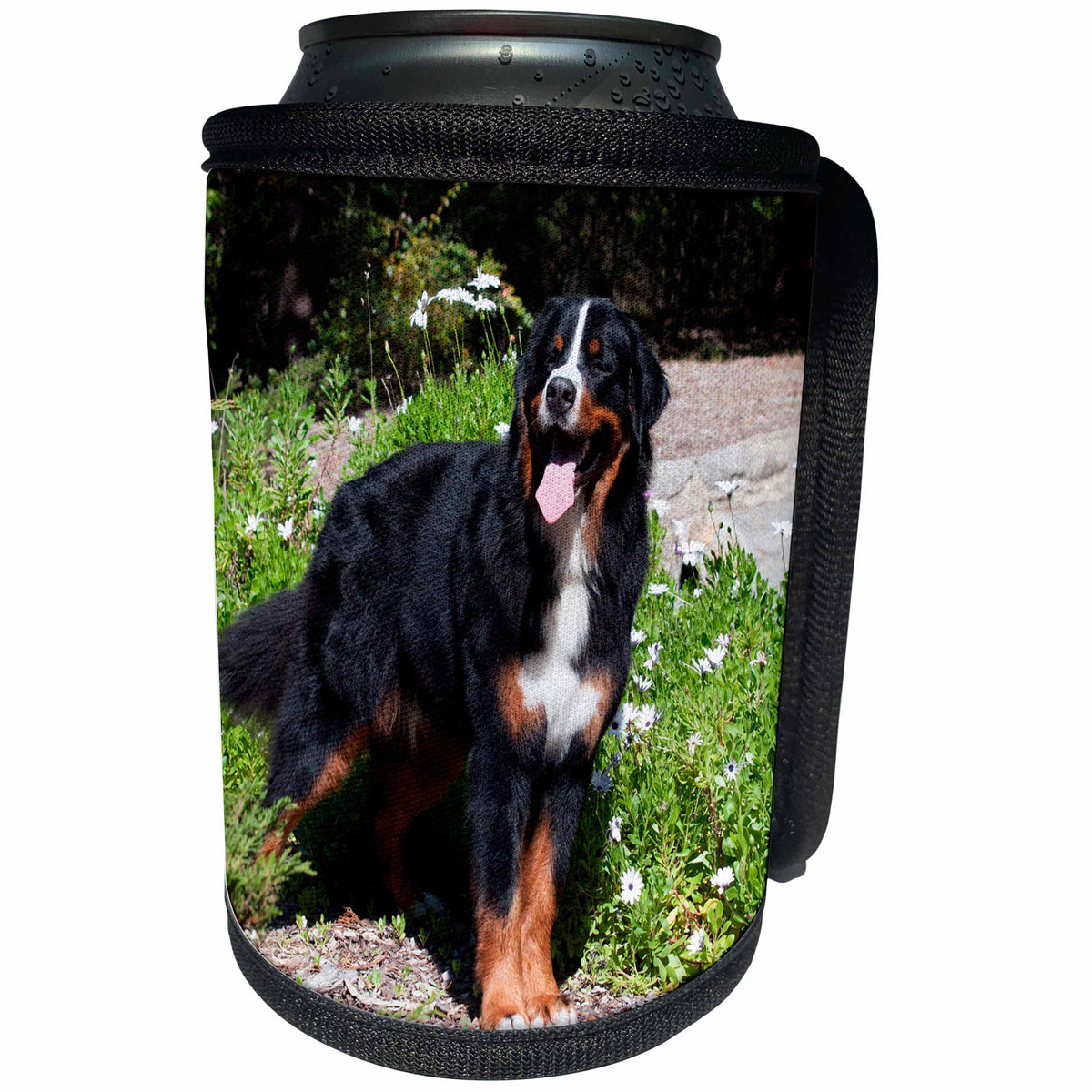 3dRose Danita Delimont - Dogs - Happy Bernese Mountain Dog at the park - Can Cooler Bottle Wrap (cc_258198)