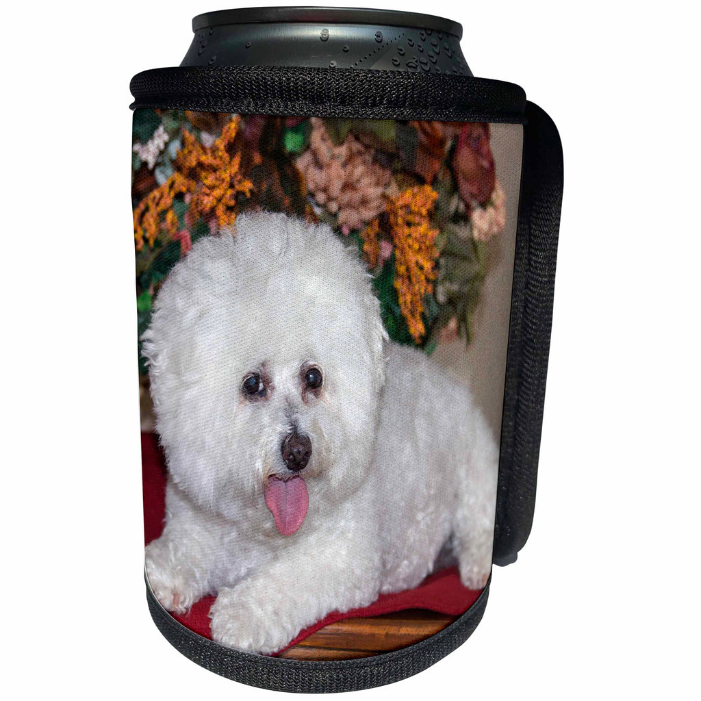 3dRose Danita Delimont - Dogs - Bichon Frise lying on table - Can Cooler Bottle Wrap (cc_258199)