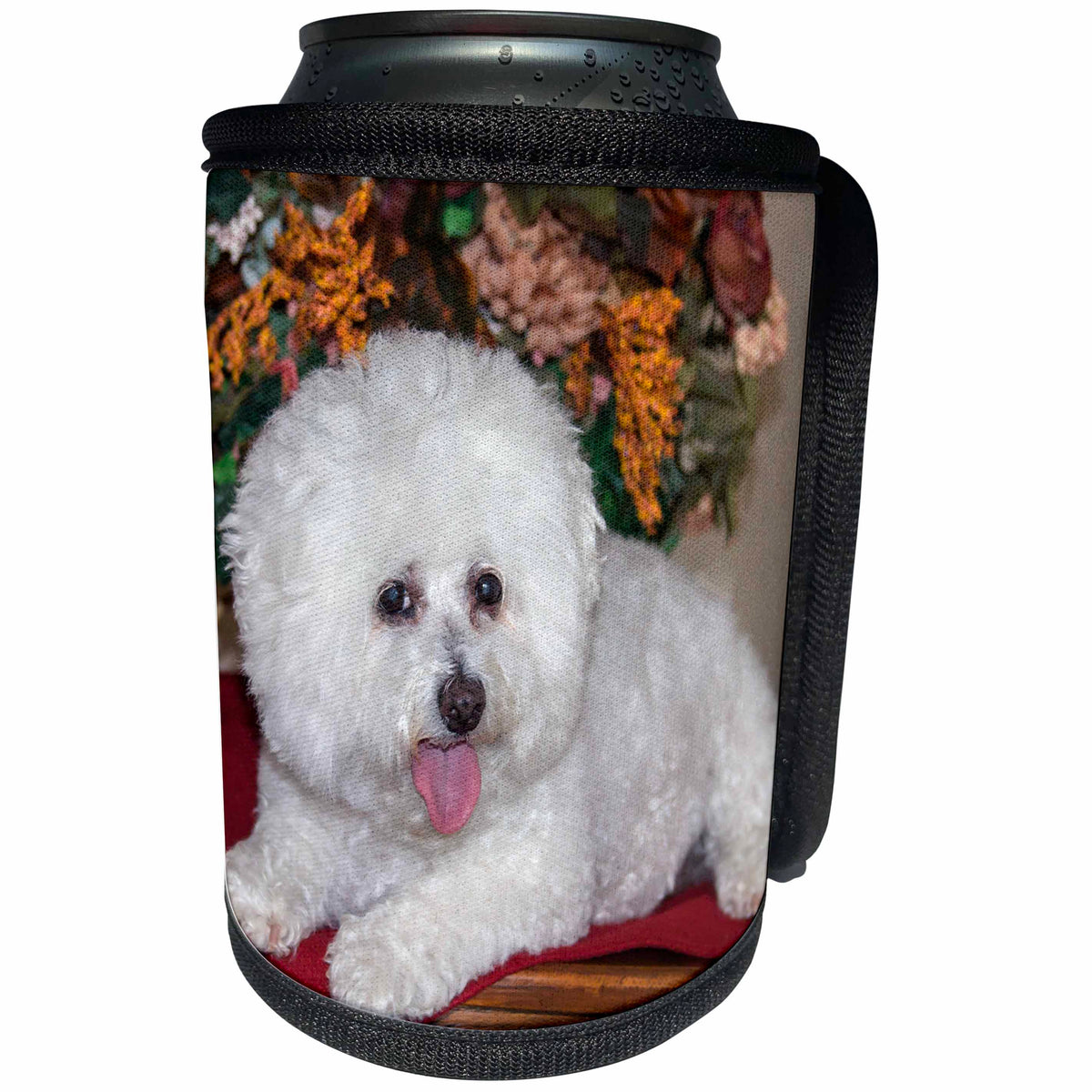 3dRose Danita Delimont - Dogs - Bichon Frise lying on table - Can Cooler Bottle Wrap (cc_258199)