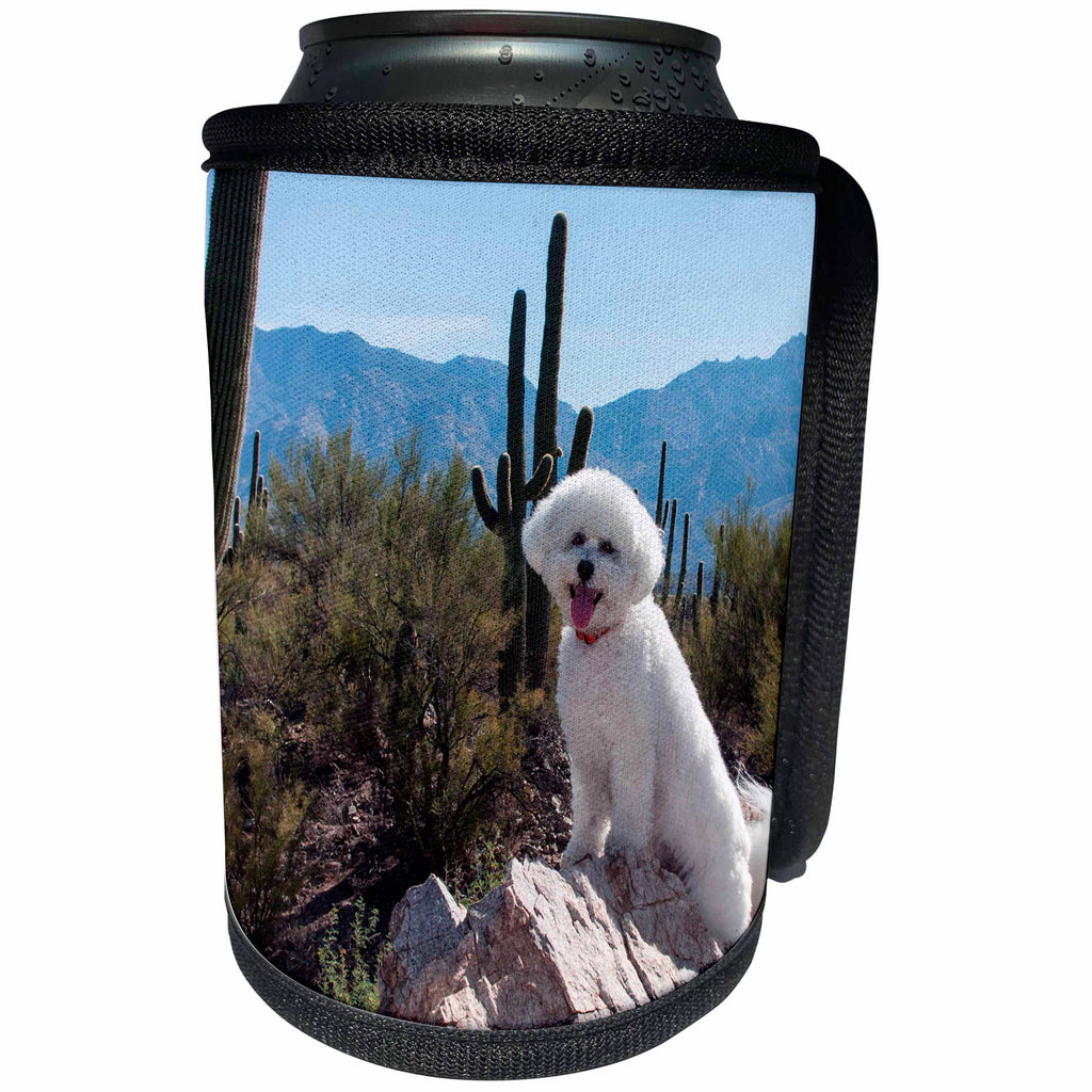 3dRose Danita Delimont - Dogs - Bichon Frise on rock with Saquaros in the Sonoran Desert, MR - Can Cooler Bottle Wrap (cc_258201)