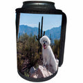3dRose Danita Delimont - Dogs - Bichon Frise on rock with Saquaros in the Sonoran Desert, MR - Can Cooler Bottle Wrap (cc_258201)