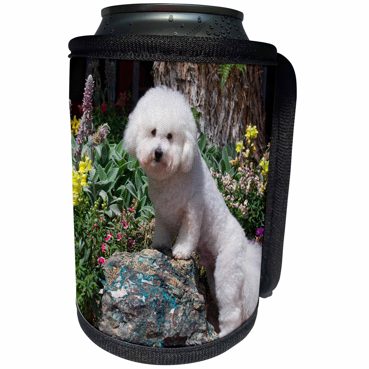 3dRose Danita Delimont - Dogs - Bichon Frise posing in garden, MR - Can Cooler Bottle Wrap (cc_258203)