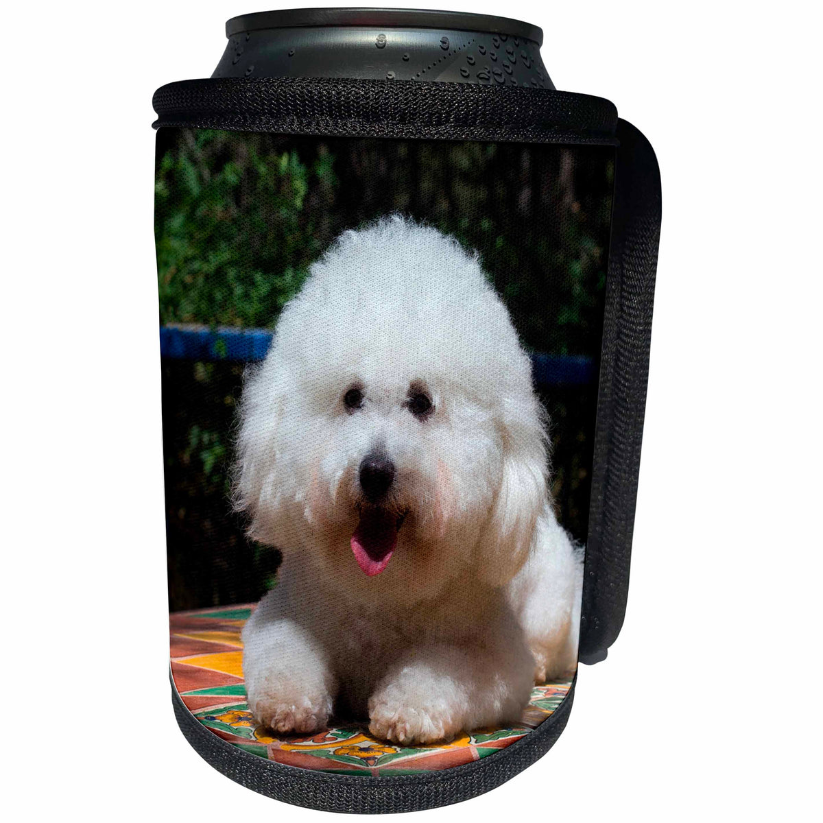 3dRose Danita Delimont - Dogs - Bichon Frise on colorful tile table top, MR - Can Cooler Bottle Wrap (cc_258204)