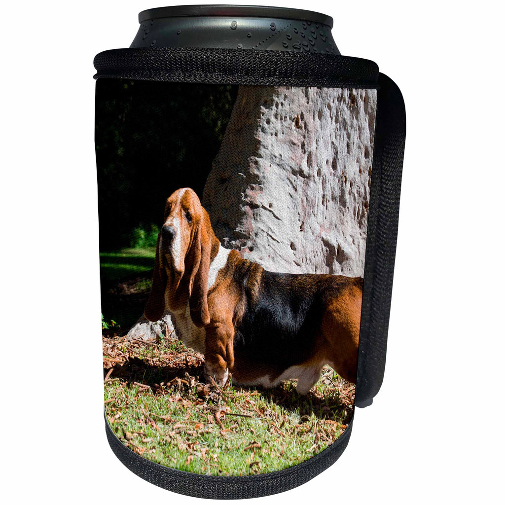 3dRose Danita Delimont - Dogs - Basset Hound standing near tree trunk, MR - Can Cooler Bottle Wrap (cc_258207)