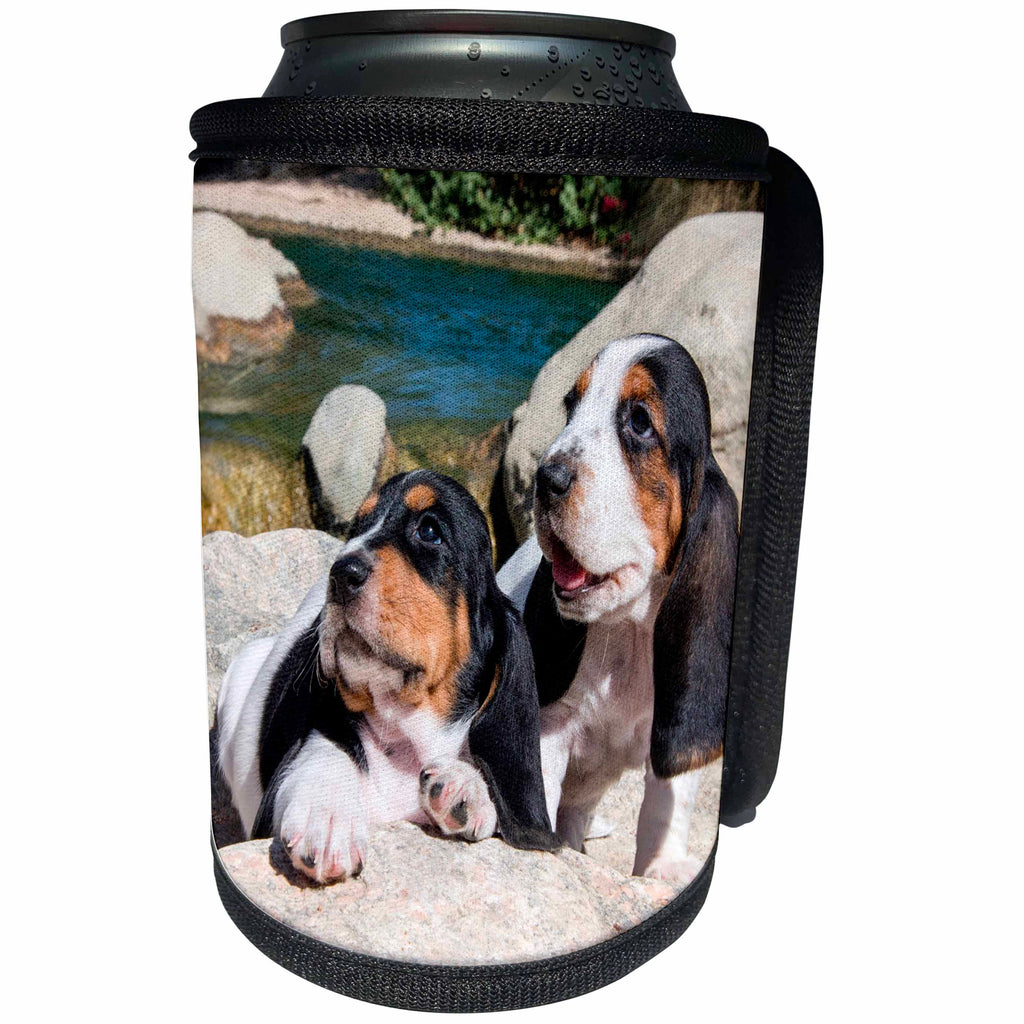 3dRose Danita Delimont - Puppies - Curious Basset Hound Puppies on some rocks - Can Cooler Bottle Wrap (cc_258212)
