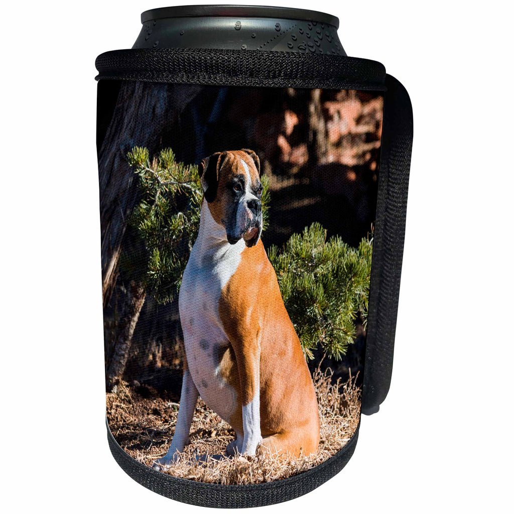 3dRose Danita Delimont - Dogs - Boxer sitting in dried grasses - Can Cooler Bottle Wrap (cc_258219)