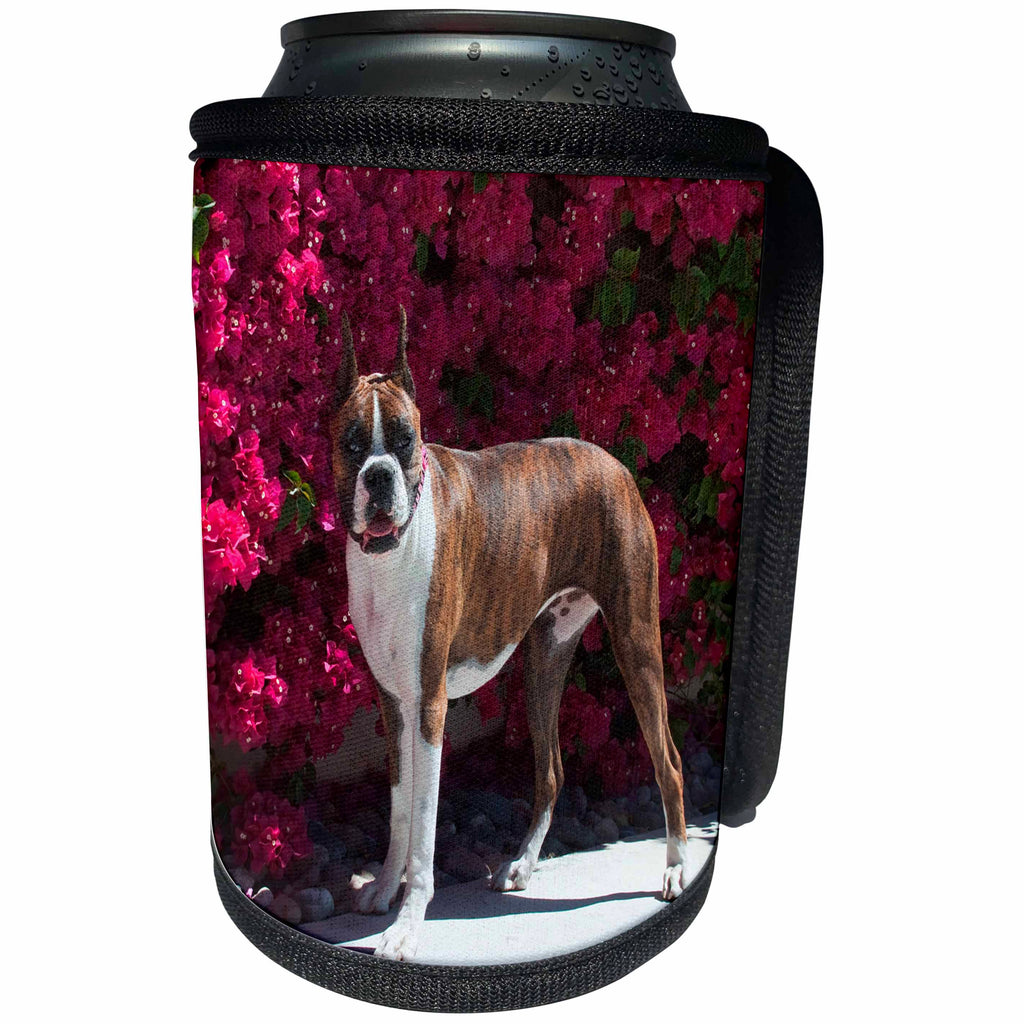 3dRose Danita Delimont - Dogs - Boxer in front of bright Bougainvillea - Can Cooler Bottle Wrap (cc_258220)