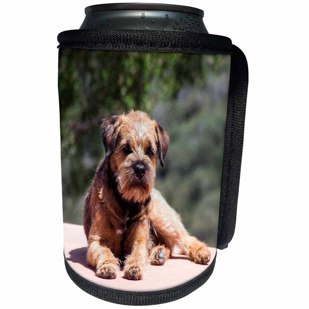 3dRose Danita Delimont - Dogs - Border Terrier resting in a garden - Can Cooler Bottle Wrap (cc_258225)