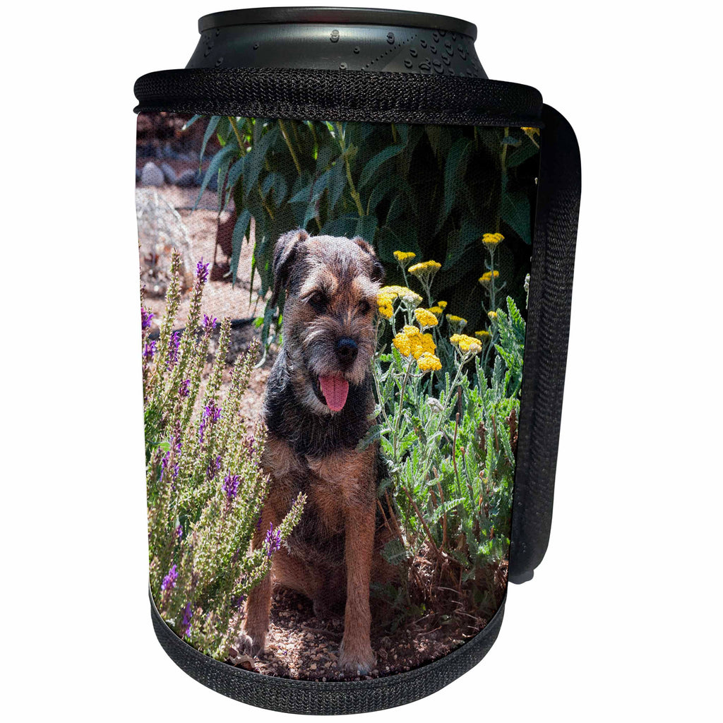 3dRose Danita Delimont - Dogs - Border Terrier in a garden, MR - Can Cooler Bottle Wrap (cc_258227)