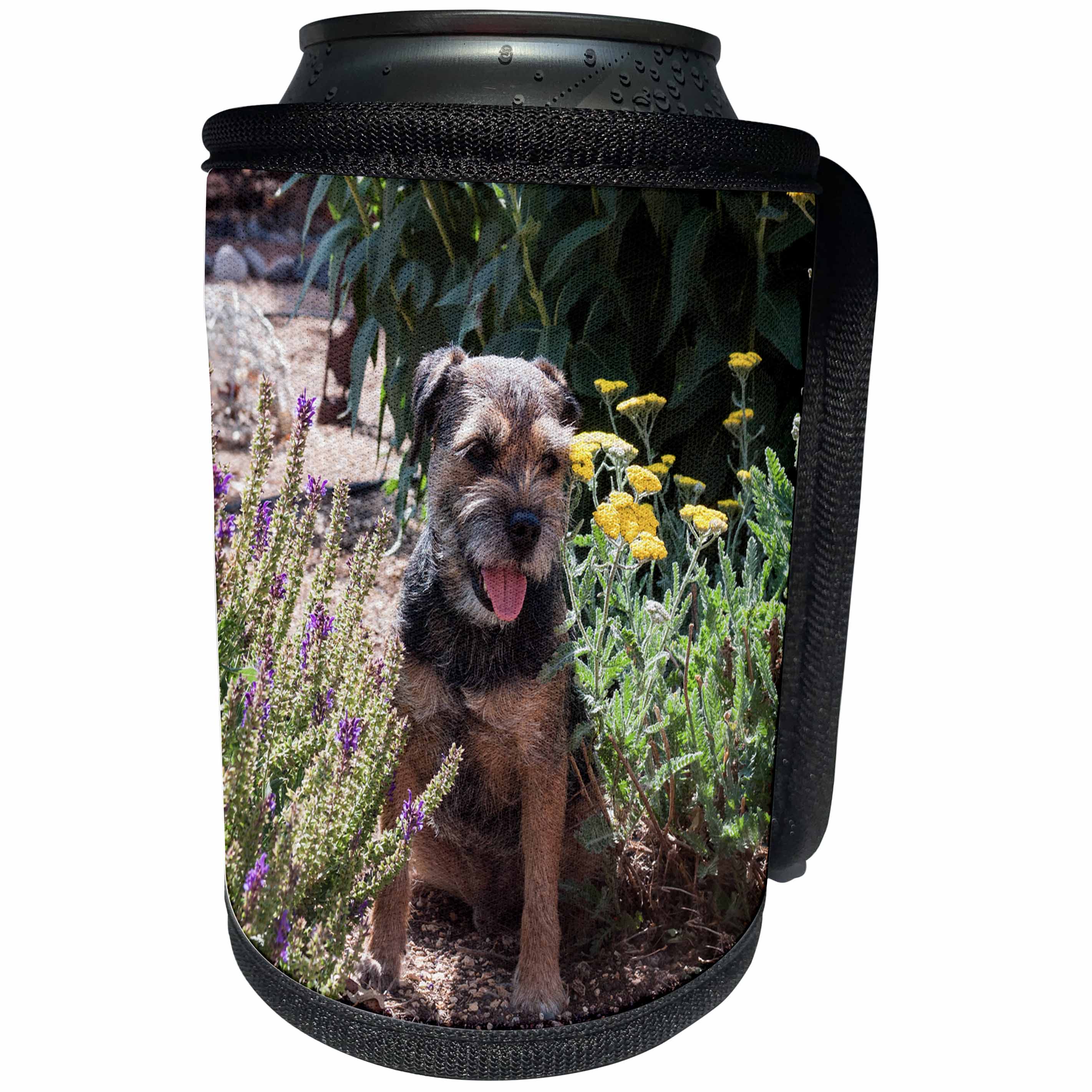 3dRose Danita Delimont - Dogs - Border Terrier in a garden, MR - Can Cooler Bottle Wrap (cc_258227)
