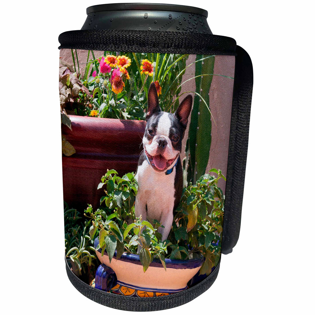 3dRose Danita Delimont - Dogs - Boston Terrier in garden flower pot, MR - Can Cooler Bottle Wrap (cc_258230)