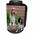 3dRose Danita Delimont - Dogs - Cavaliers by swimming pool, MR - Can Cooler Bottle Wrap (cc_258233)
