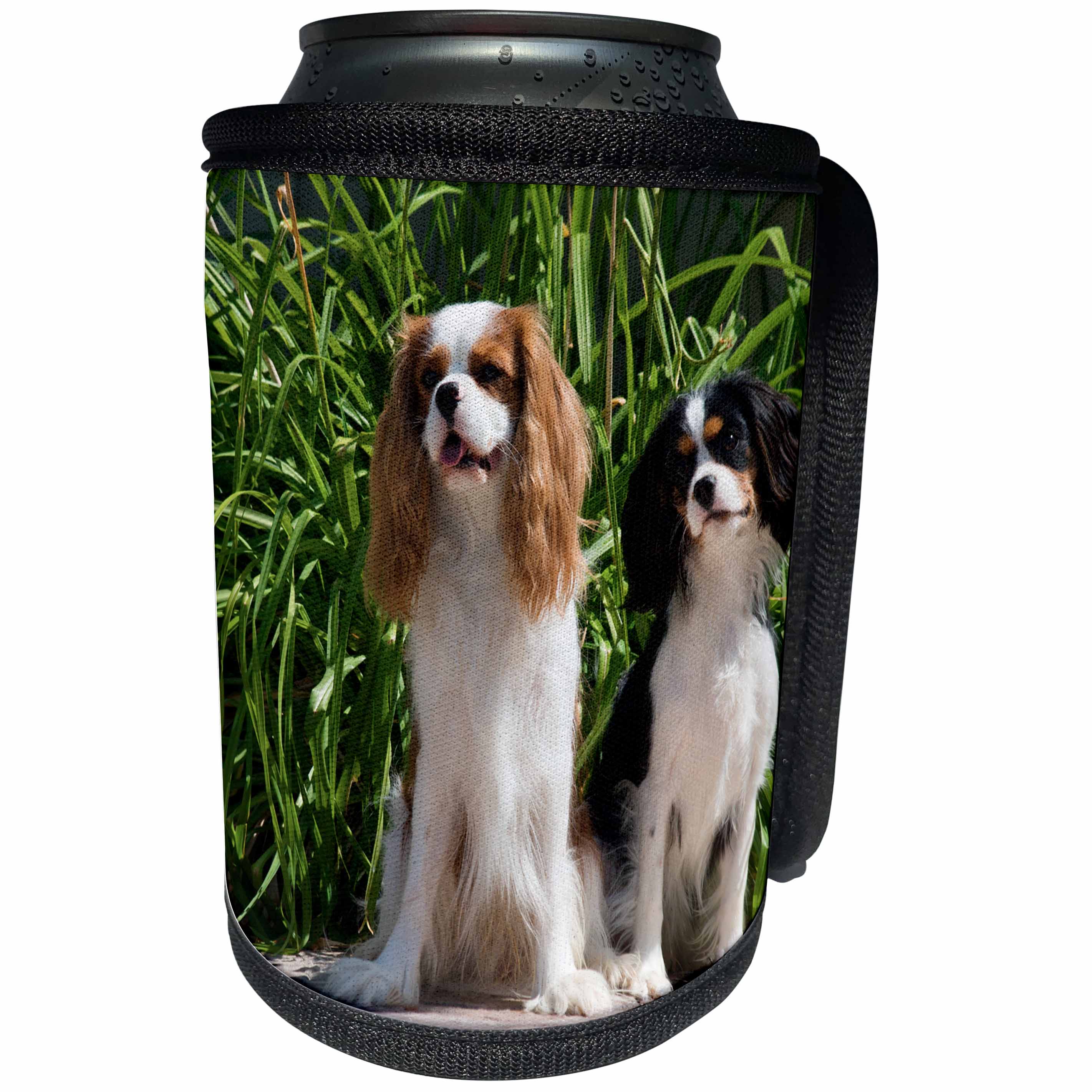 3dRose Danita Delimont - Dogs - Cavaliers sitting on patio, MR - Can Cooler Bottle Wrap (cc_258235)
