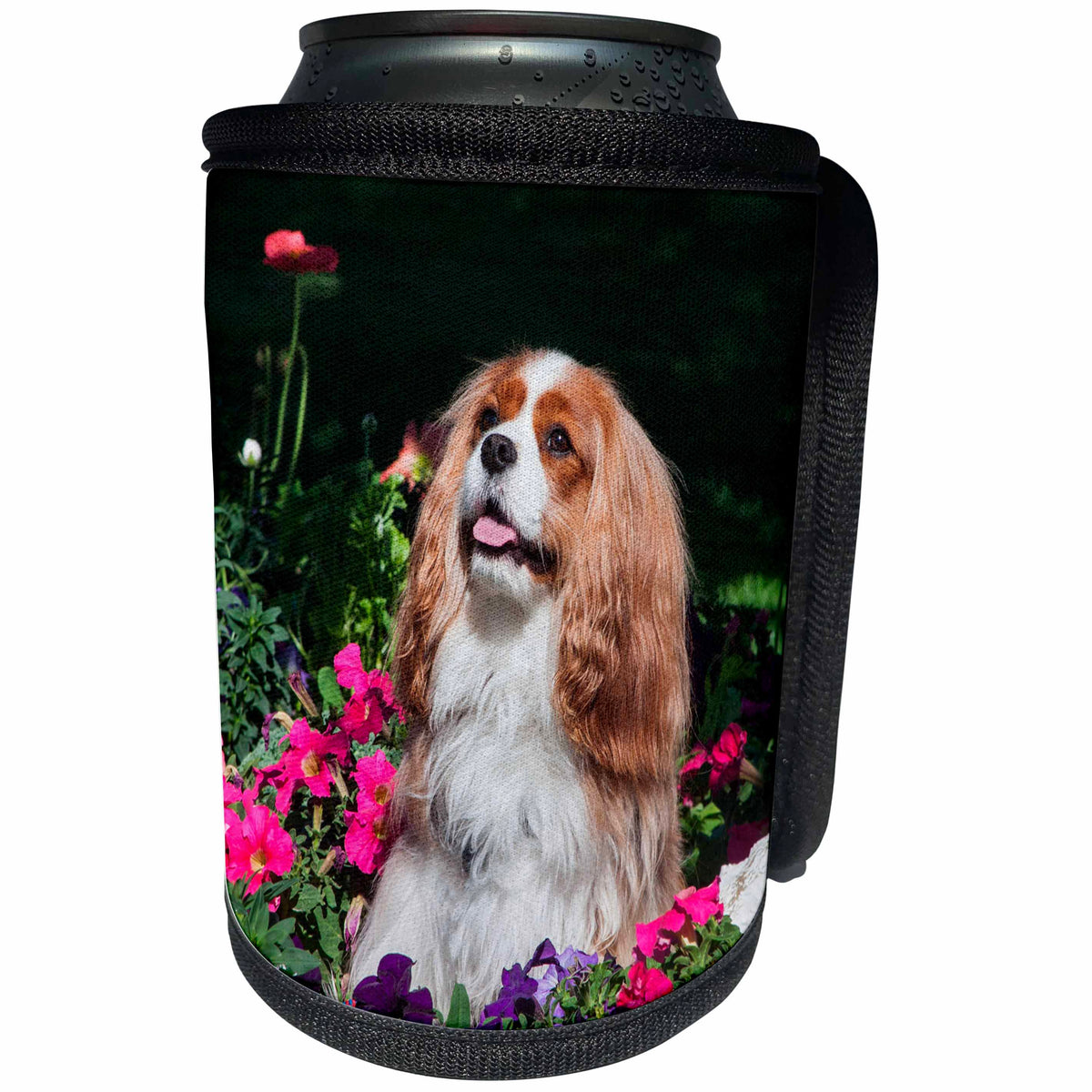 3dRose Danita Delimont - Dogs - Cavalier sitting in a flowerbed, MR - Can Cooler Bottle Wrap (cc_258240)