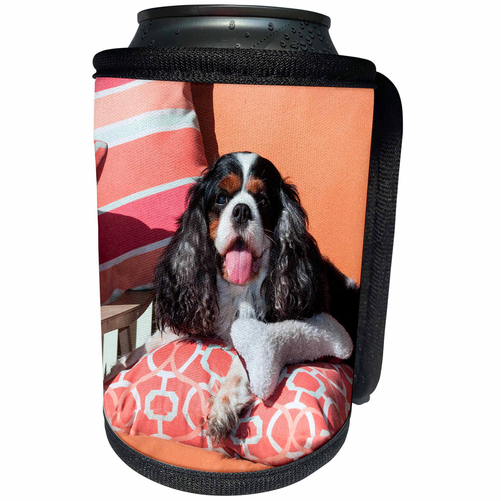3dRose Danita Delimont - Dogs - Cavalier lying on pillows, MR - Can Cooler Bottle Wrap (cc_258241)