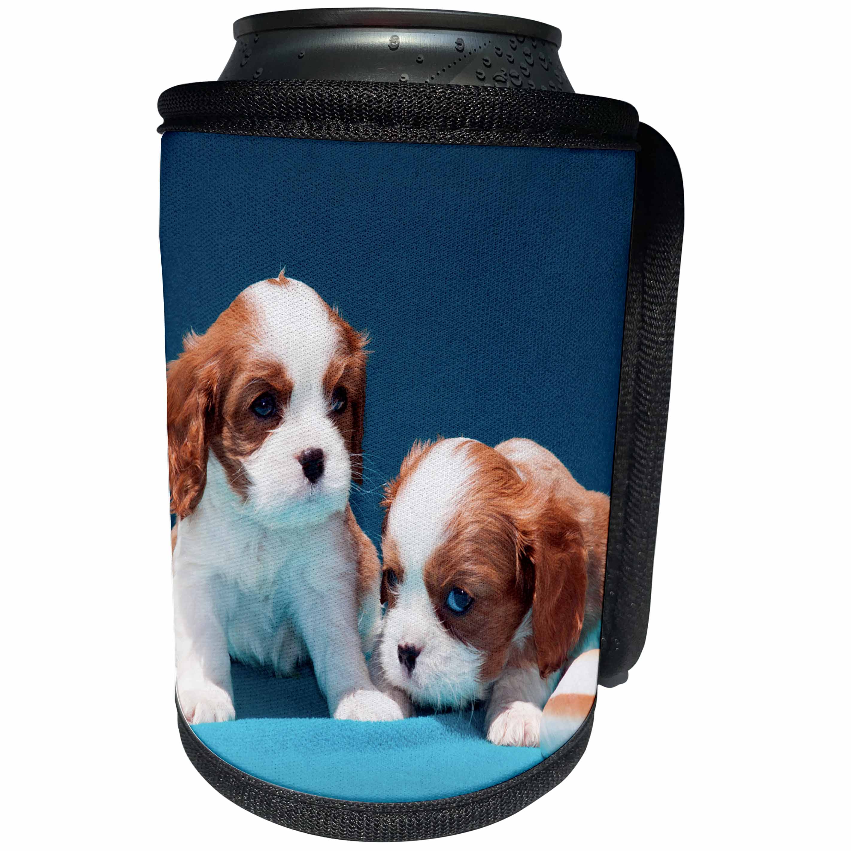 3dRose Danita Delimont - Puppies - Cavalier Puppies with shells, MR - Can Cooler Bottle Wrap (cc_258243)