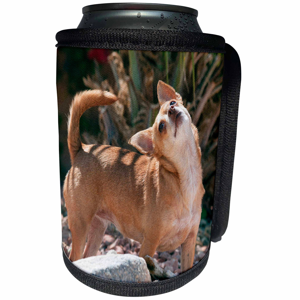 3dRose Danita Delimont - Dogs - Chihuahua looking up, MR - Can Cooler Bottle Wrap (cc_258272)