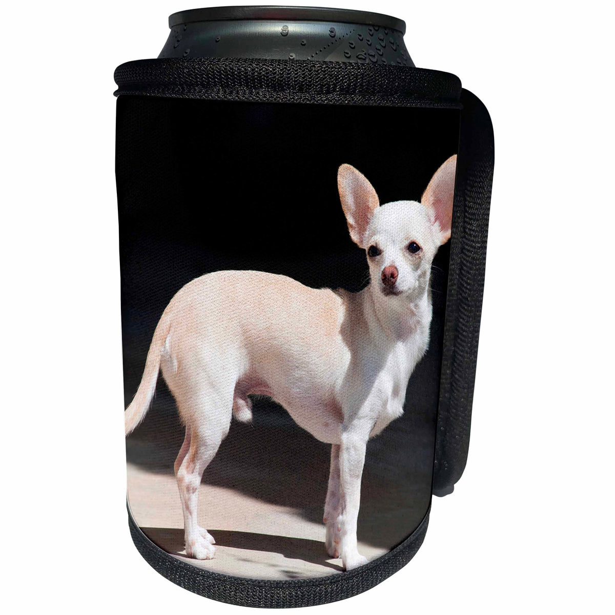 3dRose Danita Delimont - Dogs - Chihuahua standing on sidewalk - Can Cooler Bottle Wrap (cc_258273)