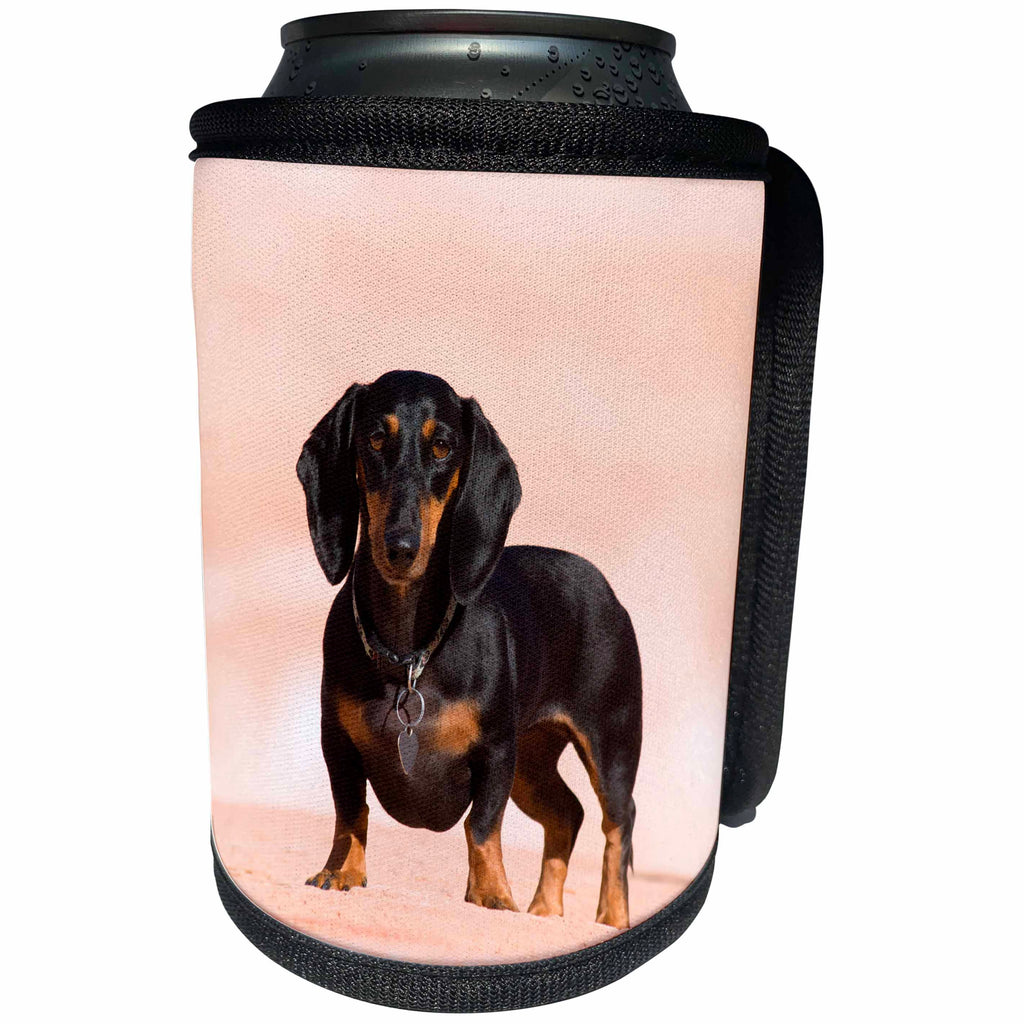 3dRose Danita Delimont - Dogs - Doxen looks at the camera, Lake Powell, MR - Can Cooler Bottle Wrap (cc_258274)