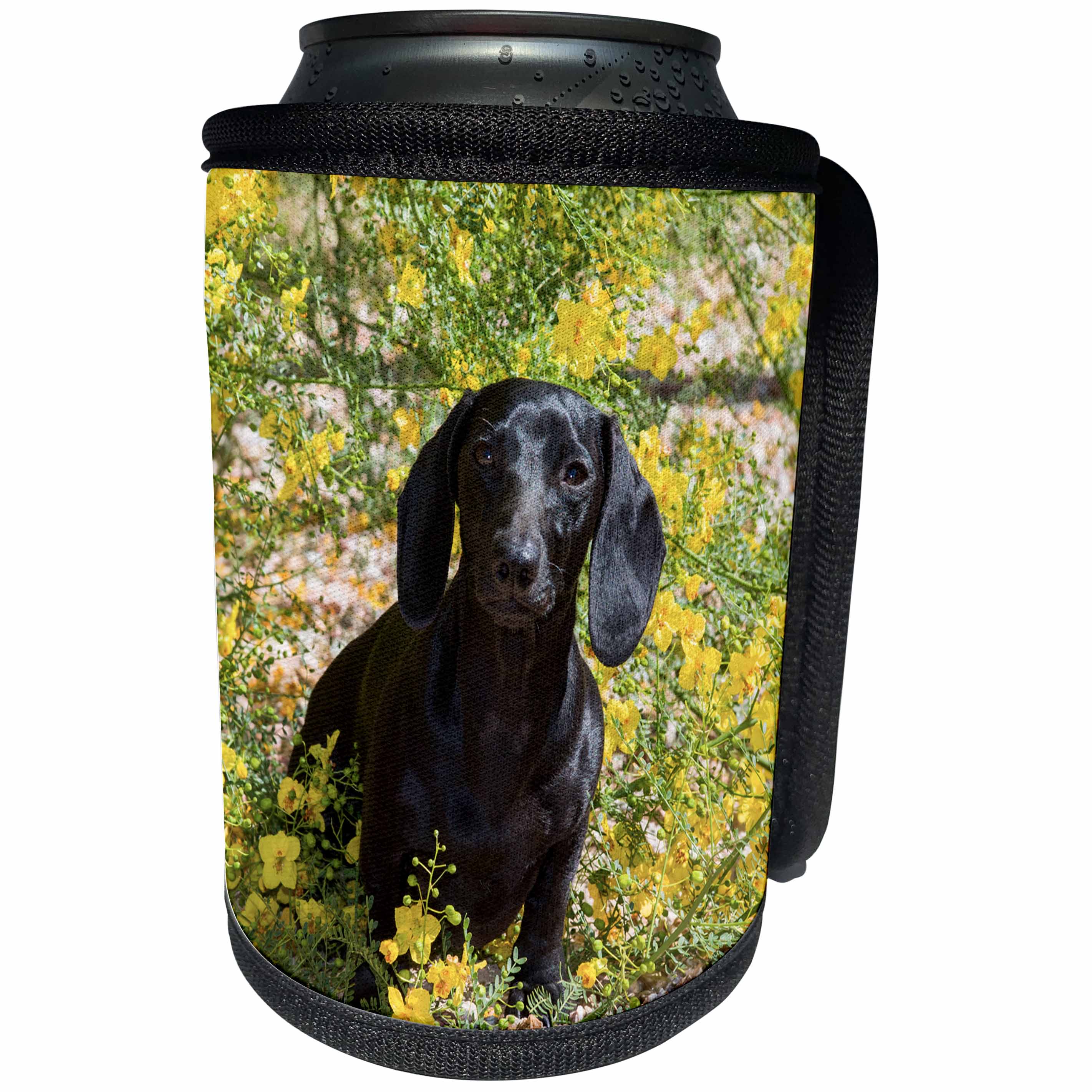 3dRose Danita Delimont - Dogs - Doxen sitting in Springtime flowers, MR - Can Cooler Bottle Wrap (cc_258276)