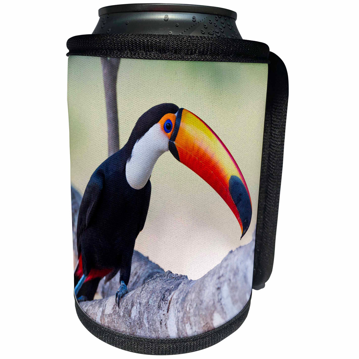 3dRose Danita Delimont - Birds - Brazil, Mato Grosso, The Pantanal, Toco toucan on a tree limb. - Can Cooler Bottle Wrap (cc_258304)