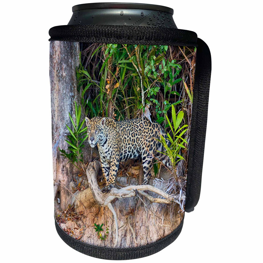3dRose Danita Delimont - Jaguar - Brazil, Mato Grosso, The Pantanal. Jaguar looking out from jungle. - Can Cooler Bottle Wrap (cc_258307)