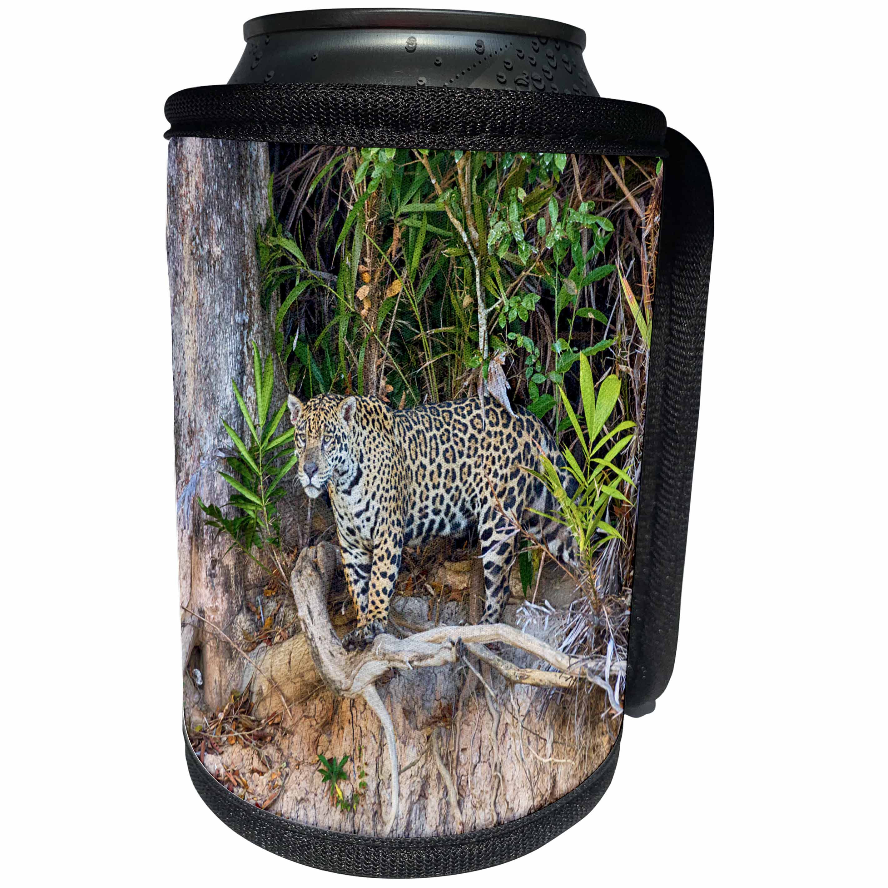 3dRose Danita Delimont - Jaguar - Brazil, Mato Grosso, The Pantanal. Jaguar looking out from jungle. - Can Cooler Bottle Wrap (cc_258307)