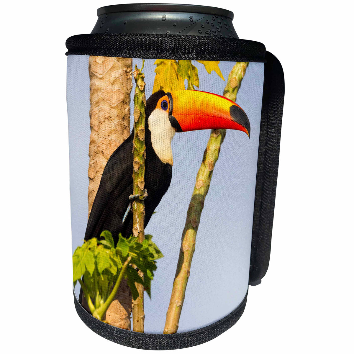 3dRose Danita Delimont - Birds - Brazil, Mato Grosso, The Pantanal, A toco toucan in a papaya tree. - Can Cooler Bottle Wrap (cc_258310)