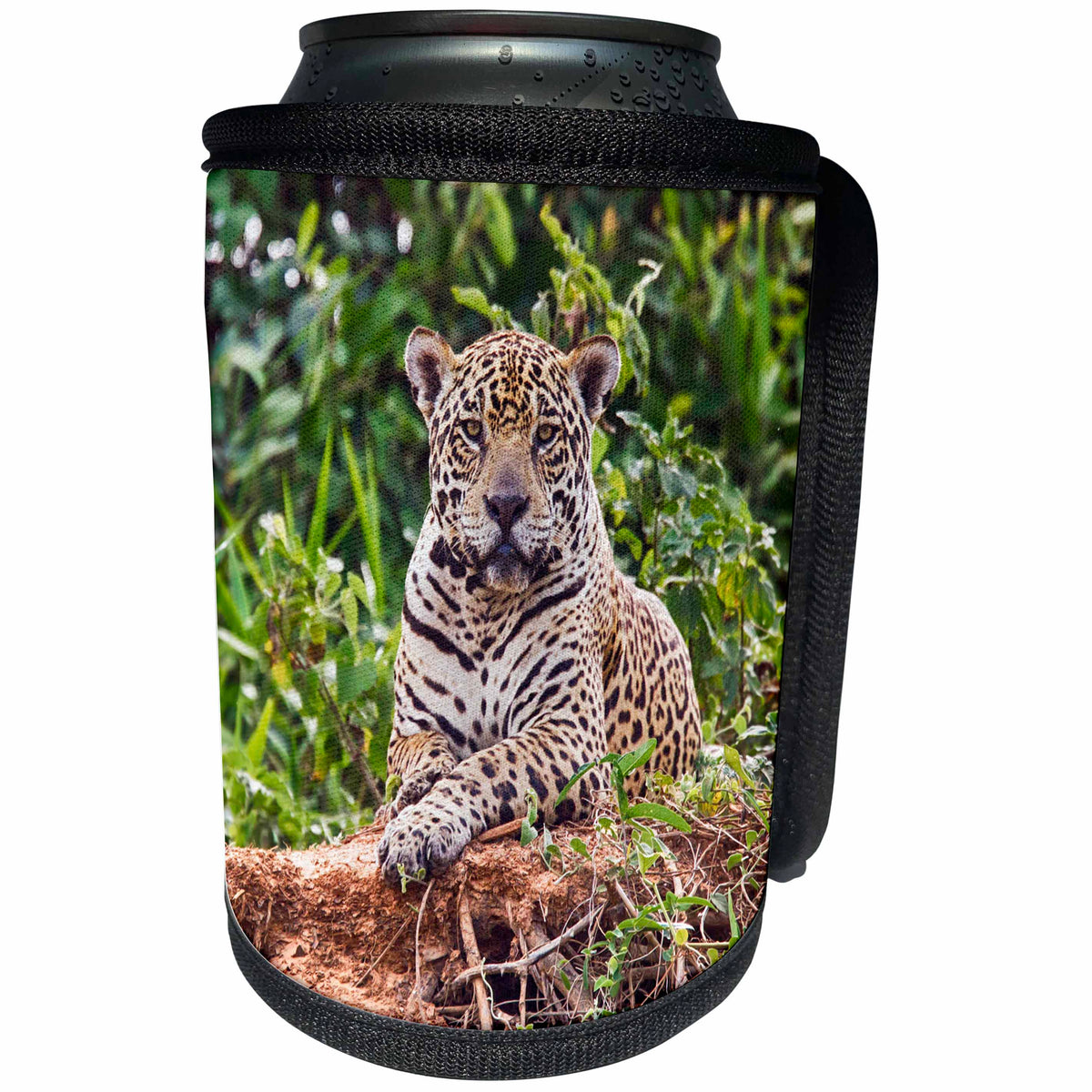 3dRose Danita Delimont - Jaguar - Brazil, Mato Grosso, The Pantanal. Jaguar resting on the bank. - Can Cooler Bottle Wrap (cc_258323)