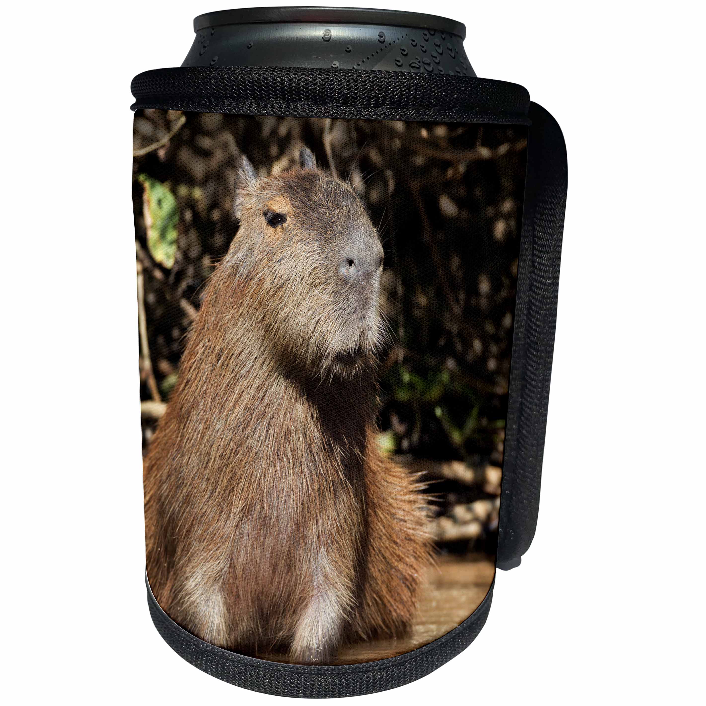 3dRose Danita Delimont - Rodents - Brazil, Mato Grosso, The Pantanal. Capybara sitting in water. - Can Cooler Bottle Wrap (cc_258326)