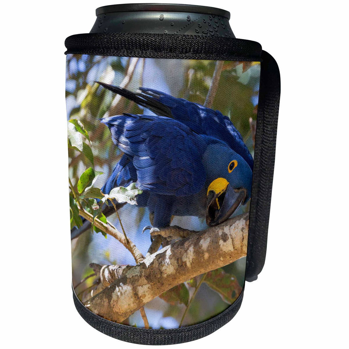 3dRose Danita Delimont - Birds - Brazil, Mato Grosso, The Pantanal. Hyacinth macaw on tree branch. - Can Cooler Bottle Wrap (cc_258327)