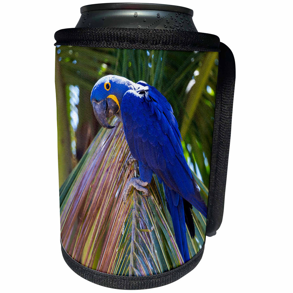 3dRose Danita Delimont - Birds - Brazil, Mato Grosso, The Pantanal. Hyacinth macaw on palm branch. - Can Cooler Bottle Wrap (cc_258330)