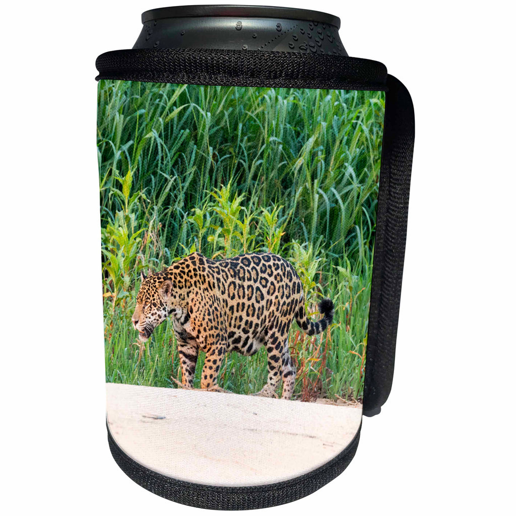 3dRose Danita Delimont - Jaguar - Brazil, Mato Grosso, The Pantanal, Jaguar walking along the beach. - Can Cooler Bottle Wrap (cc_258340)