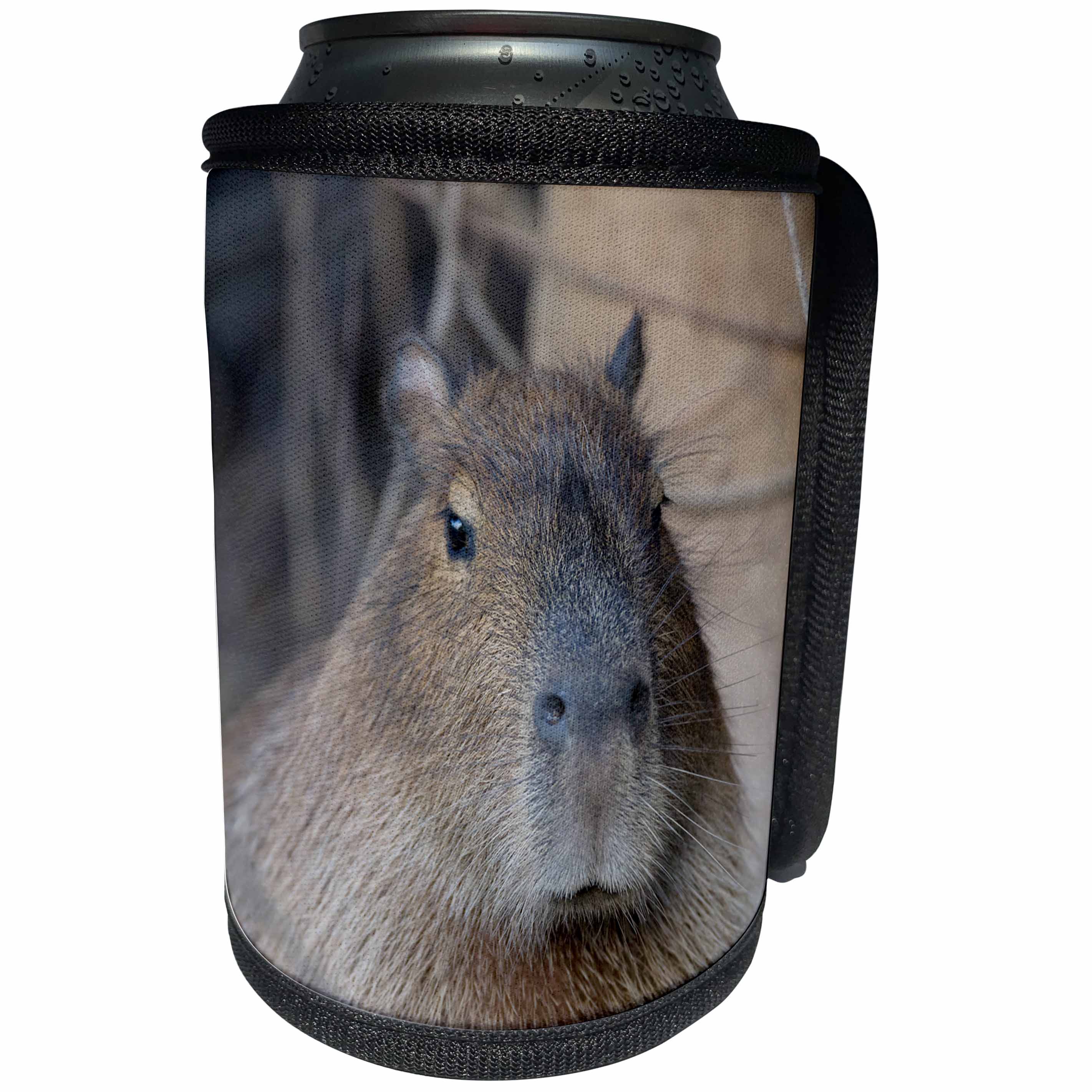 3dRose Danita Delimont - Rodents - Brazil, Mato Grosso, The Pantanal, capybara - Can Cooler Bottle Wrap (cc_258361)