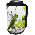3dRose Danita Delimont - Birds - Brazil, Mato Grosso, The Pantanal, turquoise-fronted amazon in tree. - Can Cooler Bottle Wrap (cc_258374)