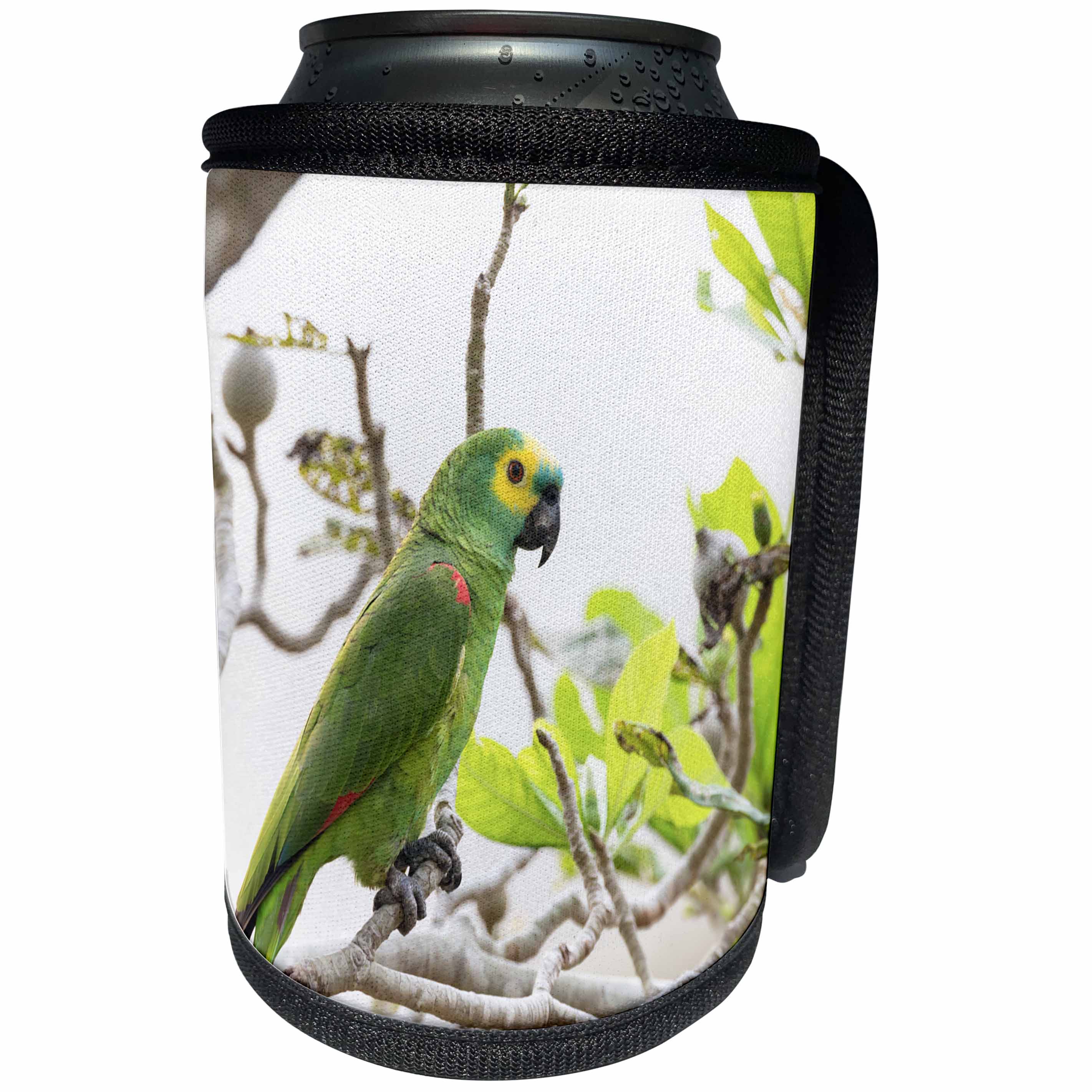 3dRose Danita Delimont - Birds - Brazil, Mato Grosso, The Pantanal, turquoise-fronted amazon in tree. - Can Cooler Bottle Wrap (cc_258374)
